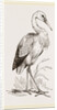 Stork by Anonymous