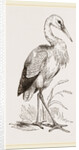 Stork by Anonymous