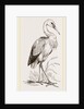 Stork by Anonymous