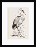 Stork by Anonymous