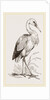 Stork by Anonymous