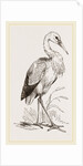 Stork by Anonymous
