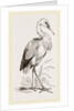 Stork by Anonymous