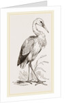 Stork by Anonymous