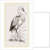 Stork by Anonymous