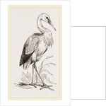 Stork by Anonymous