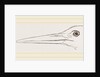 Bill of Stork by Anonymous