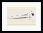 Bill of Stork by Anonymous