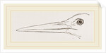 Bill of Stork by Anonymous