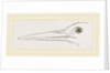 Bill of Stork by Anonymous