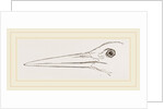 Bill of Stork by Anonymous