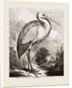 Stork by Anonymous