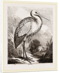 Stork by Anonymous