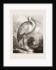 Stork by Anonymous