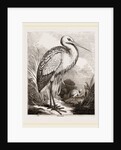 Stork by Anonymous