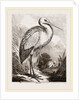 Stork by Anonymous