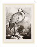 Stork by Anonymous
