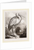 Stork by Anonymous
