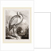 Stork by Anonymous