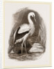 Stork by Anonymous