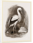 Stork by Anonymous