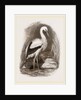 Stork by Anonymous