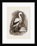 Stork by Anonymous