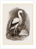 Stork by Anonymous