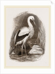 Stork by Anonymous