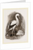 Stork by Anonymous