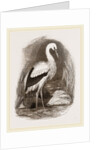 Stork by Anonymous