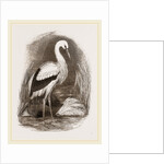 Stork by Anonymous