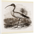 Sacred Ibis by Anonymous