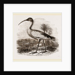 Sacred Ibis by Anonymous