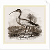 Sacred Ibis by Anonymous