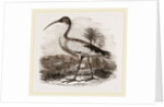 Sacred Ibis by Anonymous