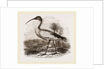 Sacred Ibis by Anonymous