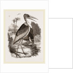 Adjutant by Anonymous