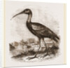 Glossy Ibis by Anonymous