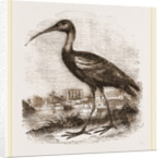 Glossy Ibis by Anonymous