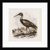 Glossy Ibis by Anonymous