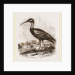 Glossy Ibis by Anonymous