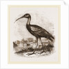 Glossy Ibis by Anonymous