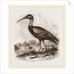 Glossy Ibis by Anonymous