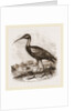 Glossy Ibis by Anonymous