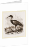 Glossy Ibis by Anonymous