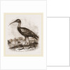 Glossy Ibis by Anonymous