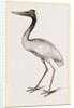 Jabiru by Anonymous