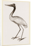 Jabiru by Anonymous
