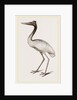 Jabiru by Anonymous